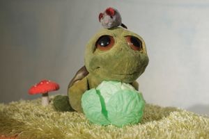 Die Schildkröte hat Geburtstag